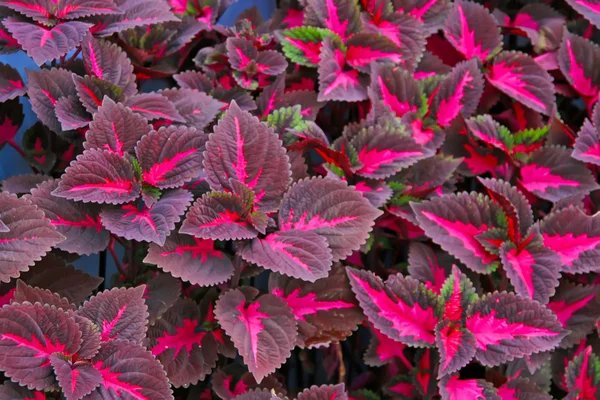 Coleus blumei yaprak ve çiçek