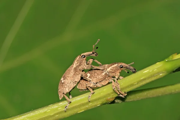 Due weevil accoppiamento su foglia verde in natura — Foto Stock