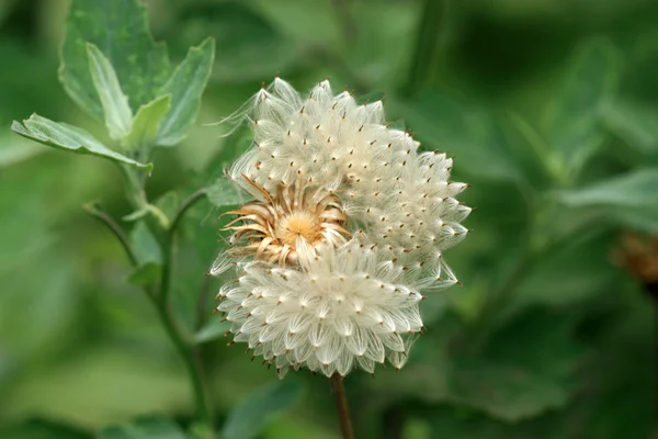 在野生菊科植物种子 — 图库照片