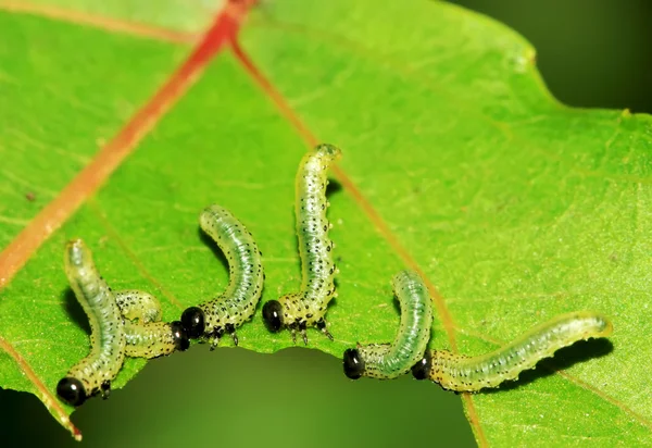 Groupes d'insectes mangeant des feuilles dans la nature — Photo
