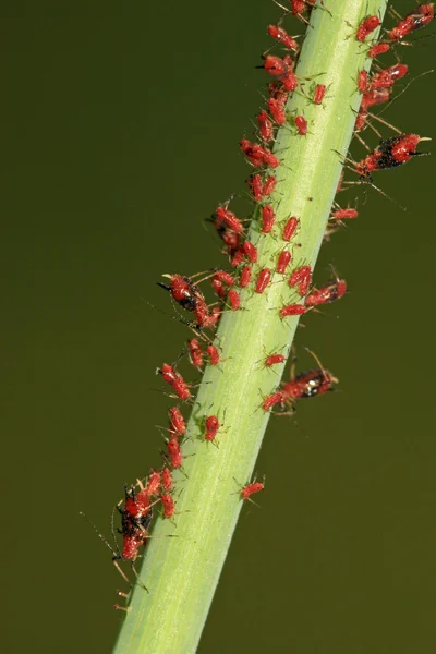 Aphid on green plant — Stock Photo, Image