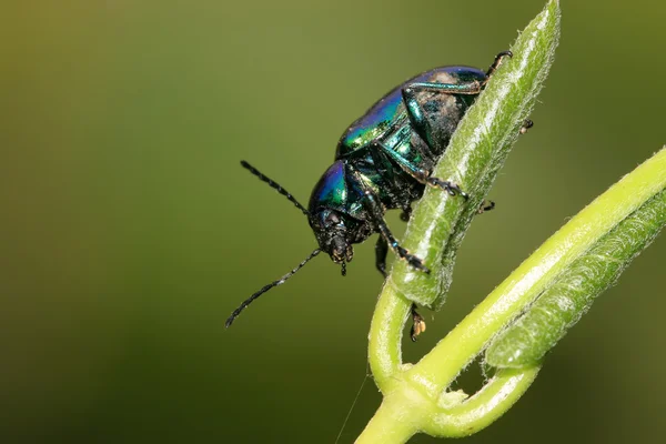 Escarabajo sobre hoja verde —  Fotos de Stock