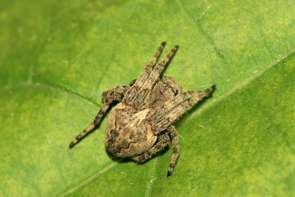 Zblízka Spider — Stock fotografie