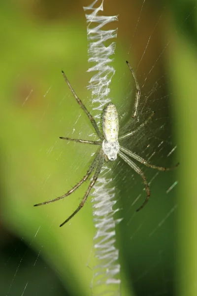 Spinne im Netz in freier Wildbahn — Stockfoto