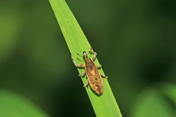 Weevil on green leaf — Stock Photo, Image