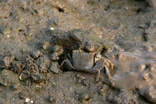 Gros plan sur le crabe — Photo
