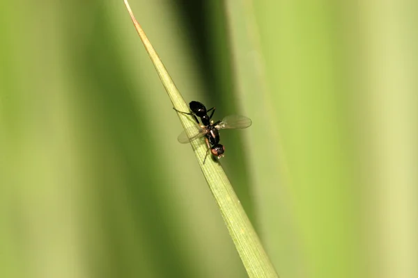 Hmyz na zelených rostlin — Stock fotografie
