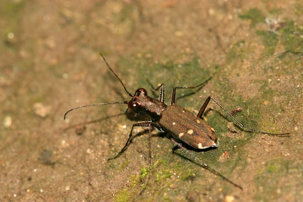 Un insecto coleóptero con cobre brillante — Foto de Stock