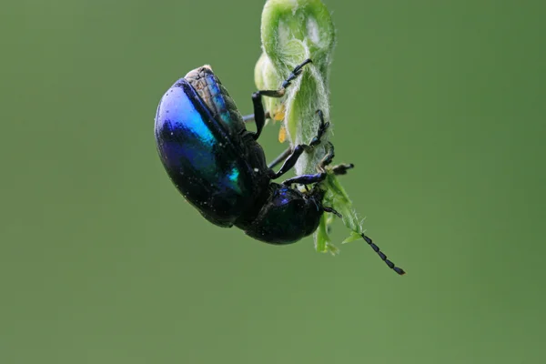 Primer plano del escarabajo —  Fotos de Stock