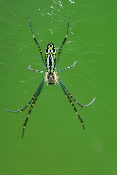 Spider yakın çekim — Stok fotoğraf