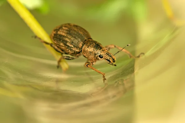 Close up of weevil — Stock Photo, Image