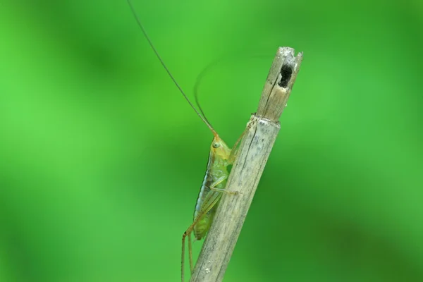 Zblízka hmyzu — Stock fotografie