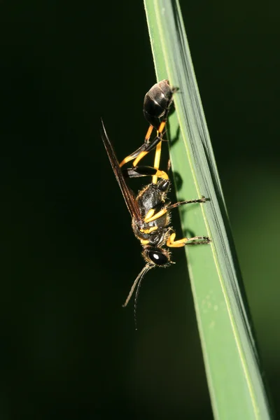 Close-up de insetos — Fotografia de Stock