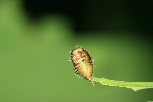 Κοντινό πλάνο έντομα — Φωτογραφία Αρχείου