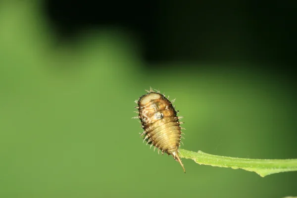 昆虫のクローズ アップ — ストック写真