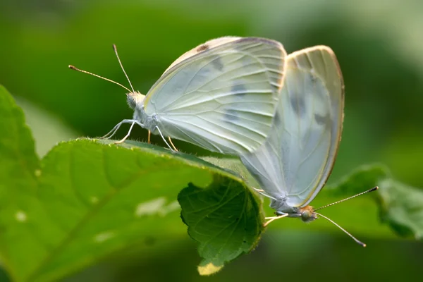 Accouplement des cratèges blancs sur la feuille verte, dans la nature — Photo