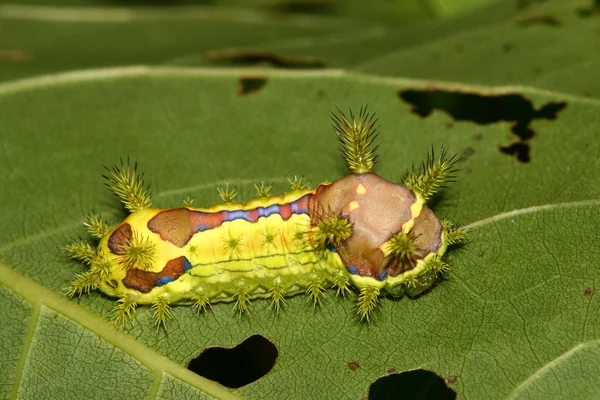 Lepidoptera auf grünem Blatt in freier Wildbahn — Stockfoto