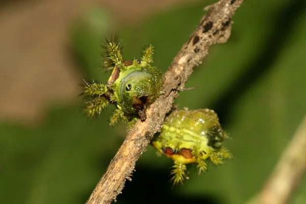 Лепидоптеры на зеленом листе в дикой природе — стоковое фото