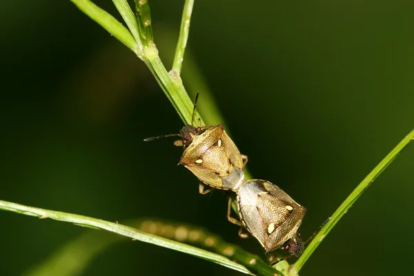 Κοντινό πλάνο stinkbug — Φωτογραφία Αρχείου