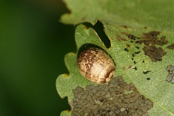 Pupa powłoki — Zdjęcie stockowe