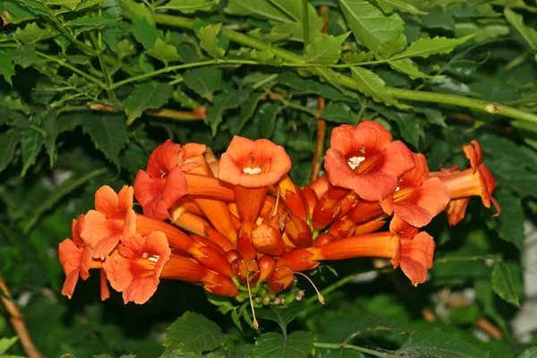 Red flowers featured in the wild — Stock Photo, Image