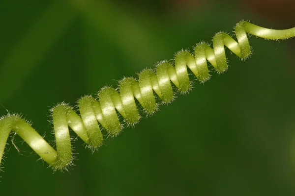 Close-up van groene jonge Rank, mooie kalebas zaailingen — Stockfoto