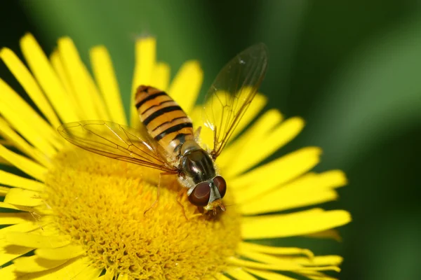 Syrphidae комахи — стокове фото