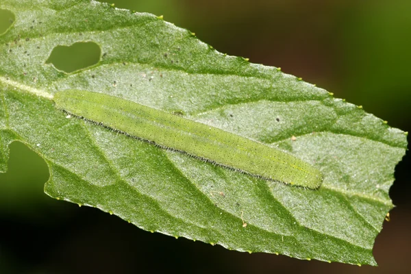 Witte crataegi larven — Stockfoto