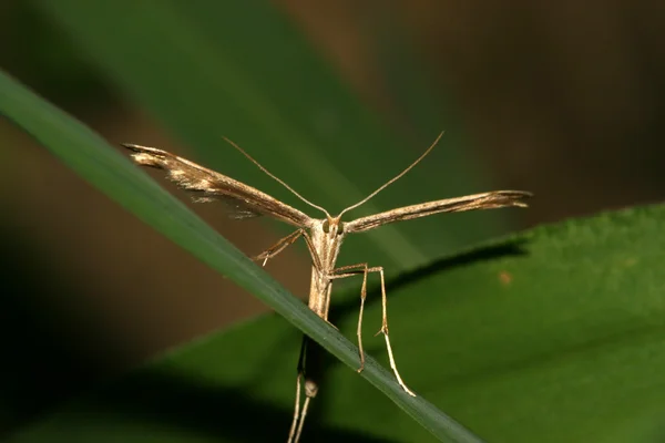 Sötpotatis plume moth — Stockfoto