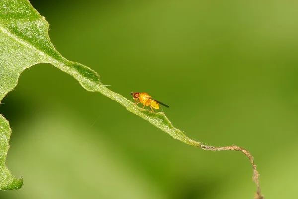 Primo piano degli insetti — Foto Stock