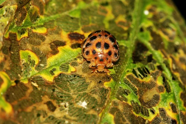 Primo piano della coccinella — Foto Stock