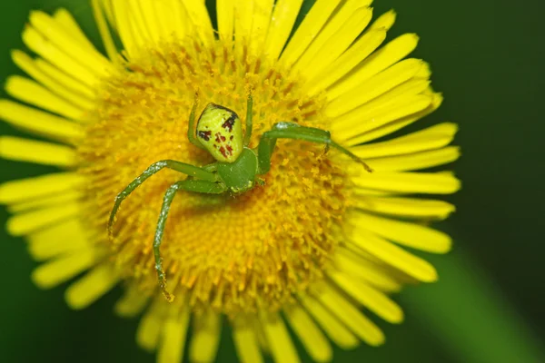 Krabba spindel — Stockfoto