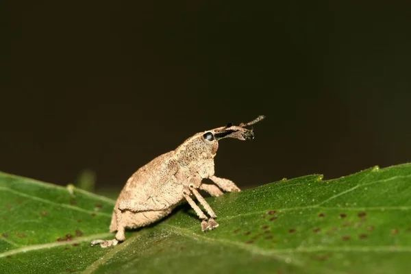 Primo piano di weevil — Foto Stock