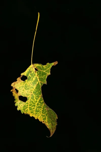 Zblízka listí — Stock fotografie