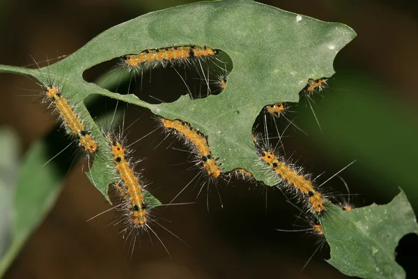 Clostera anachoreta — Stok fotoğraf