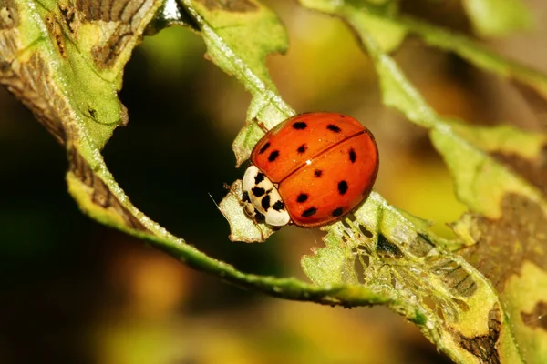 Close up van lieveheersbeestje — Stockfoto