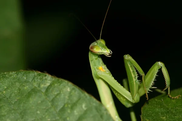 Close-up van bidsprinkhaan — Stockfoto