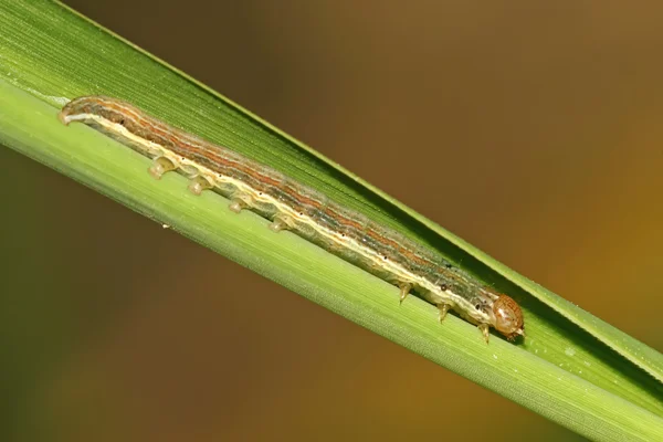 Close-up de insetos — Fotografia de Stock