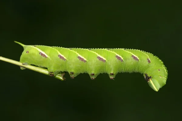 Bönor convolvuli — Stockfoto