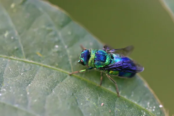 Gros plan sur les insectes — Photo