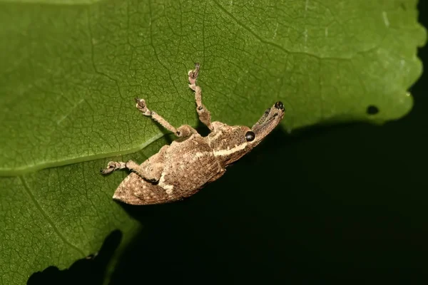 Detailní záběr weevil — Stock fotografie