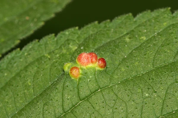 மாறுபட்ட இலைகள் — ஸ்டாக் புகைப்படம்