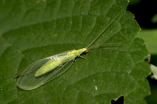 Nahaufnahme von Insekten — Stockfoto