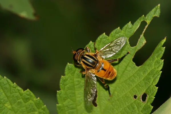 Insetos da família Syphidae — Fotografia de Stock