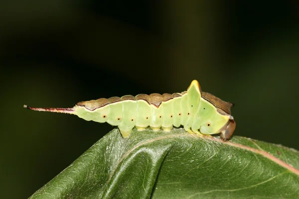 Nahaufnahme von Insekten — Stockfoto