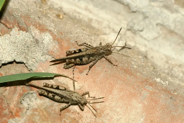 Avvicinamento delle locuste — Foto Stock