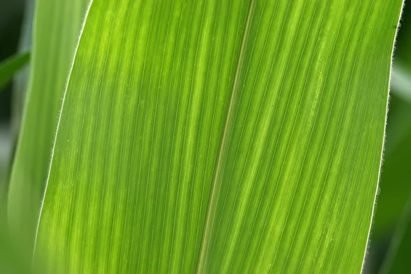 Maisblätter — Stockfoto