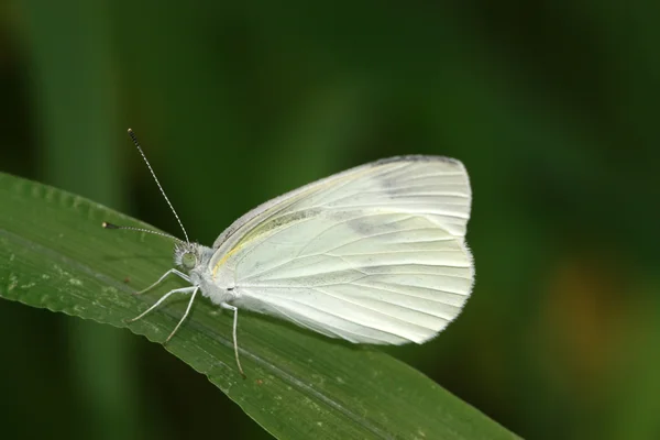 Crataegi bianchi — Foto Stock