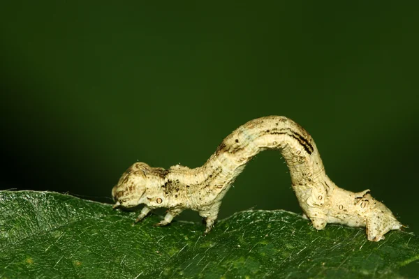 Nahaufnahme von Ceometrid — Stockfoto