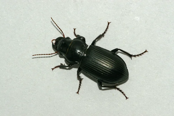 Крупним планом carabidae — стокове фото